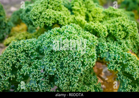 Close up photo de feuilles de chou frisé sur un champ, selective focus. Banque D'Images