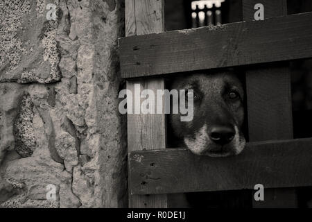 De jeunes chiens à la recherche à travers la grille d'une cage où il est verrouillé : la souffrance de quelqu'un qui est privé de sa liberté aux mains de ceux qui Banque D'Images