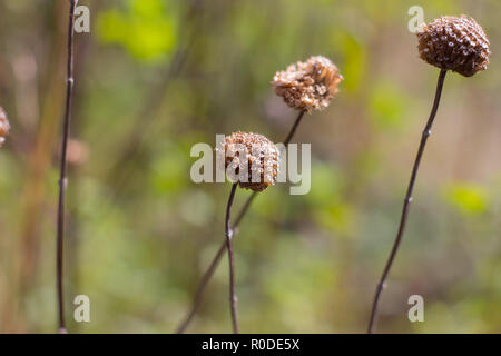 Bergamote / Horsemint / oswego tea / abeille baum Seed Head (Monarda sp.), Black Hill Regional Park, Maryland, États-Unis Banque D'Images