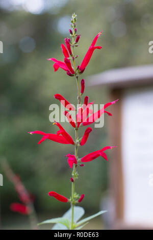 Libre d'un cardinal flower (Lobelia cardinalis), Maryland, United States Banque D'Images