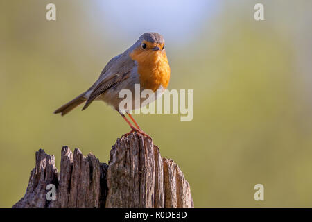 Un red robin (Erithacus rubecula aux abords) sur un poteau en bois dans une forêt. Cet oiseau est un compagnon régulier lors des activités de jardinage Banque D'Images