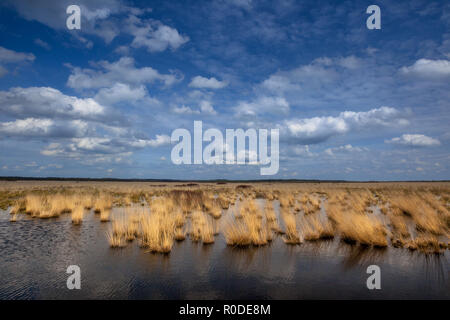 Tourbières soulevées dans la réserve naturelle Natura 2000 Fochtelooerveen sur la frontière de Drenthe et de la Frise, Pays-Bas Banque D'Images