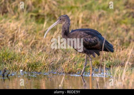L'Ibis de nourriture dans des zones humides herbeuses réserve naturelle. C'est la plus répandue des espèces d'ibis, de reproduction dans la région de sites dispersés dans les régions chaudes de l'Europe Banque D'Images
