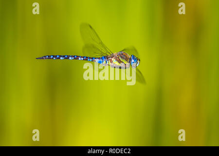 Grande Libellule Hawker Migrants (Aeshna mixta) planant dans l'air avec un fond vert de plantes aquatiques Banque D'Images