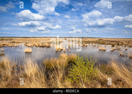 Image Paysage de tourbières soulevées dans la réserve naturelle Natura 2000 Fochtelooerveen sur la frontière de Drenthe et de la Frise, Pays-Bas Banque D'Images