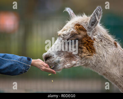 Alpaca être nourris par la main par un enfant sur une ferme pour enfants en Allemagne Banque D'Images