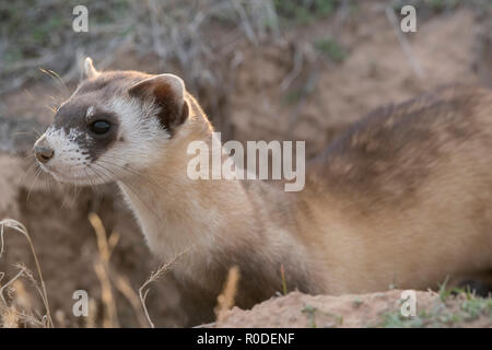 Wild black-footed ferret lors d'une réintroduction dans le nord-est de l'Utah Banque D'Images