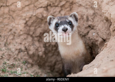 Wild black-footed ferret lors d'une réintroduction dans le nord-est de l'Utah Banque D'Images