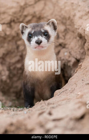 Wild black-footed ferret lors d'une réintroduction dans le nord-est de l'Utah Banque D'Images