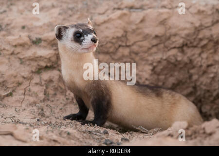 Wild black-footed ferret lors d'une réintroduction dans le nord-est de l'Utah Banque D'Images