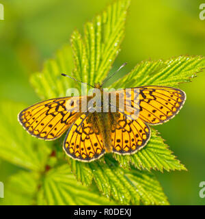 Bog Fritillary Butterfly (Boloria eunomia) sur une plante Banque D'Images