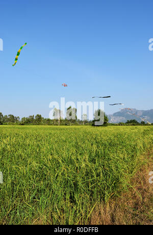 Grandes cultures de riz vert avec bande de graines , Drapeau kite dans la zone de recadrage avec vue sur la montagne et ciel bleu en arrière-plan, de l'Agriculture en Thailande Banque D'Images