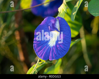 Papillon Bleu Gros plan sur la nature isolée de pois Background, Selective Focus Banque D'Images