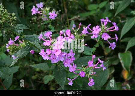 Photo de Jolie fleurs Phlox dans un jardin sur une journée ensoleillée. Banque D'Images