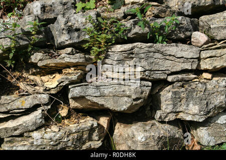 Pièces de pierre création d'un mur qui ont de plus en plus de végétation à travers elle. Banque D'Images
