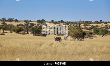 Autruche sauvage marche à travers les prairies de savane en Namibie parsemé d'acacias dans un grand angle vue paysage au cours d'un safari africain Banque D'Images