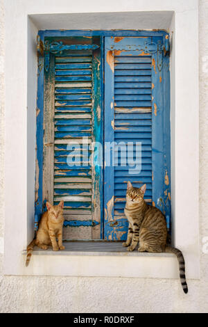 Deux cute cats assis en face de l'ancien bleu volets en bois, de la mer Égée, Grèce Banque D'Images