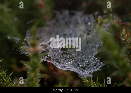 Les gouttelettes d'eau sur spider web, Dawn Banque D'Images