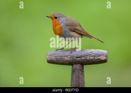 Red Robin (Erithacus rubecula aux abords) perché sur le manche d'une pelle. Cet oiseau est un compagnon régulier lors des activités de jardinage Banque D'Images