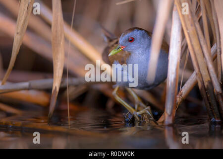 Peu rares et difficiles (Crake Porzana parva) à la recherche de derrière reed sur la rive du lac de Metochi sur l'île de Lesbos, Grèce Banque D'Images