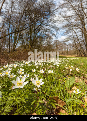 Anémone des bois (Anemona nemorosa) dans l'habitat naturel dans une rivière Drentsche Aa Valleyat aux Pays-Bas Banque D'Images
