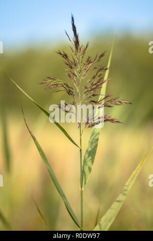 Close up de roseau commun (Phragmites australis) dans l'habitat de marais naturel Banque D'Images
