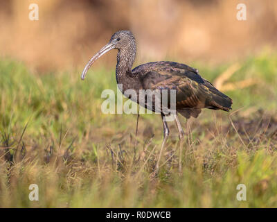 L'Ibis à pied dans la réserve naturelle des marais herbeux. C'est la plus répandue des espèces d'ibis, de reproduction dans la région de sites dispersés dans les régions chaudes de l'Europe, un Banque D'Images
