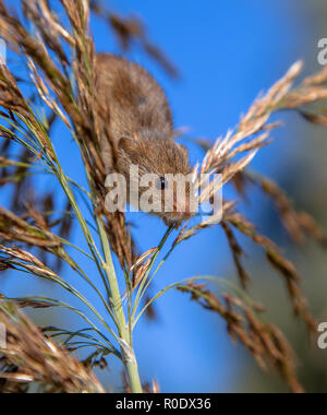 Dans l'escalade de la souris récolte Reed, c'est l'habitat naturel Banque D'Images