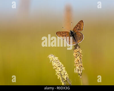 (Lycaena tityrus fuligineux) reposant sur l'herbe, écoute dans le soleil Banque D'Images