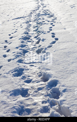 Sentier étroit foulé dans la neige sur un jour d'hiver ensoleillé Banque D'Images