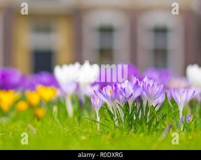 Un groupe de crocus violet au printemps en fleurs Banque D'Images