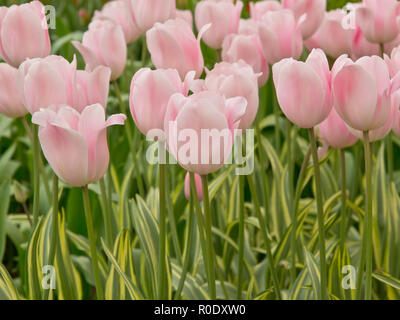 Un lit de tulipes roses en fleurs dans un jardin Banque D'Images