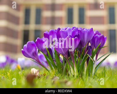 Un groupe de crocus en fleurs violet Banque D'Images