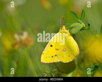 Beau papillon jaune assombrie sauvages (Colias croceus) - se nourrissant de fleurs Banque D'Images