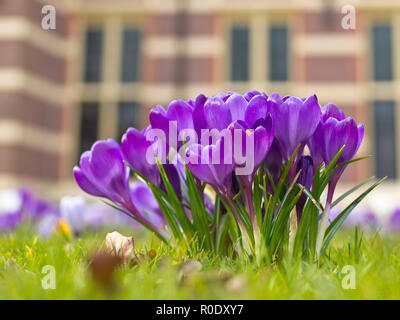 Un groupe de crocus en fleurs violet Banque D'Images