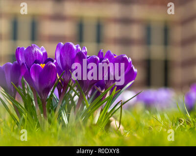 Un groupe de crocus en fleurs violet Banque D'Images