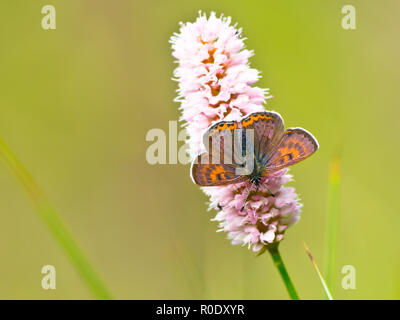 Deux hommes papillon cuivre Violet (Lycaena helle) avec bleu irisé sur leurs ailes Banque D'Images