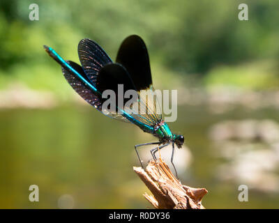 Libre d'un mâle bagué Libellule Demoiselle (Calopteryx splendens) sur une brindille dans son habitat naturel de la rivière Banque D'Images