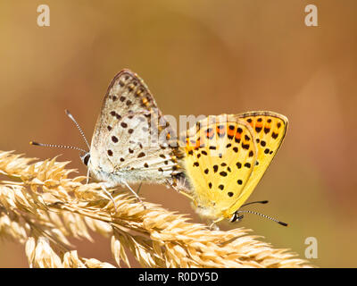 La paire de cuivre de suie (papillon Lycaena tityrus) Banque D'Images