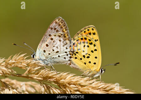 La paire de cuivre de suie (papillon Lycaena tityrus) Banque D'Images