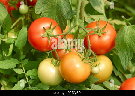 Bouquet de tomates qui mûrit dans la serre close up Banque D'Images