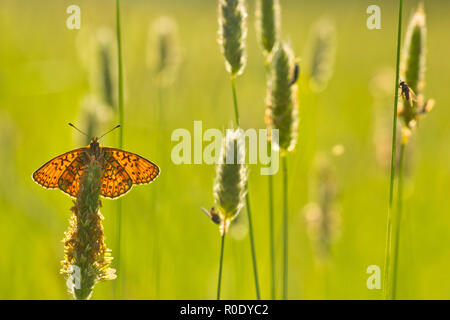 Bog Fritillary Butterfly (Boloria eunomia) fait avec lumière arrière qui donne un grand effet sur les ailes Banque D'Images