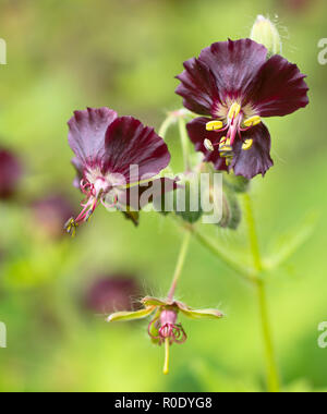 Géranium sanguin (Geranium phaeum sombre) en fleurs Banque D'Images