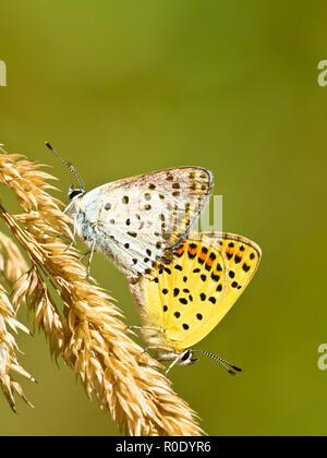 La paire de cuivre de suie (papillon Lycaena tityrus) Banque D'Images