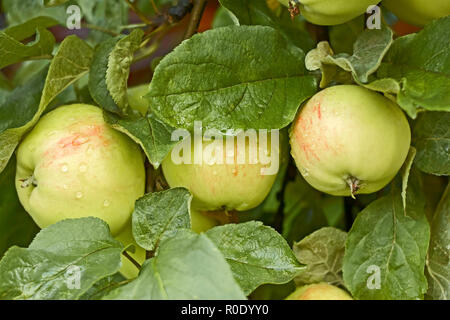 Trois pommes couvertes de gouttes d'eau après la pluie mûrit sur l'arbre Banque D'Images