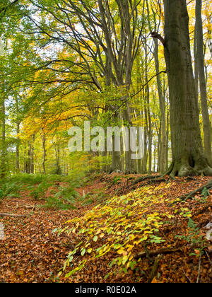 Forêt de hêtres au début de couleurs d'automne Banque D'Images