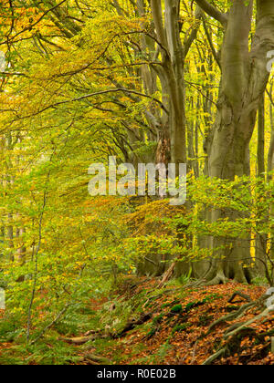 Feuilles vertes et jaunes d'automne dans une forêt de hêtre Banque D'Images