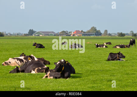 Les vaches au repos dans un paysage hollandais Banque D'Images
