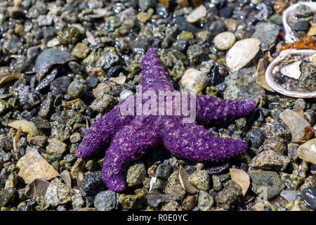 Vue en gros plan d'une étoile de mer pourpre solitaire sur une plage de galets à marée basse, peut être utilisé comme arrière-plan, être seul dans un environnement hostile Banque D'Images