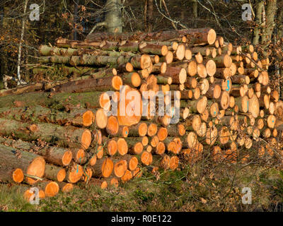 Pile de bois fraîchement coupé dans une forêt Banque D'Images